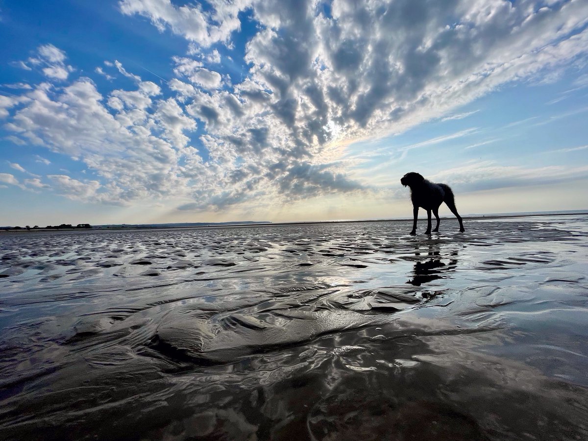 Another day, another adventure #dog  #dogsofinstagram #adventure #outdoors #beach #seastheday #vitaminsea #love #happy #happyplace #bestlife #dogsoftwitter