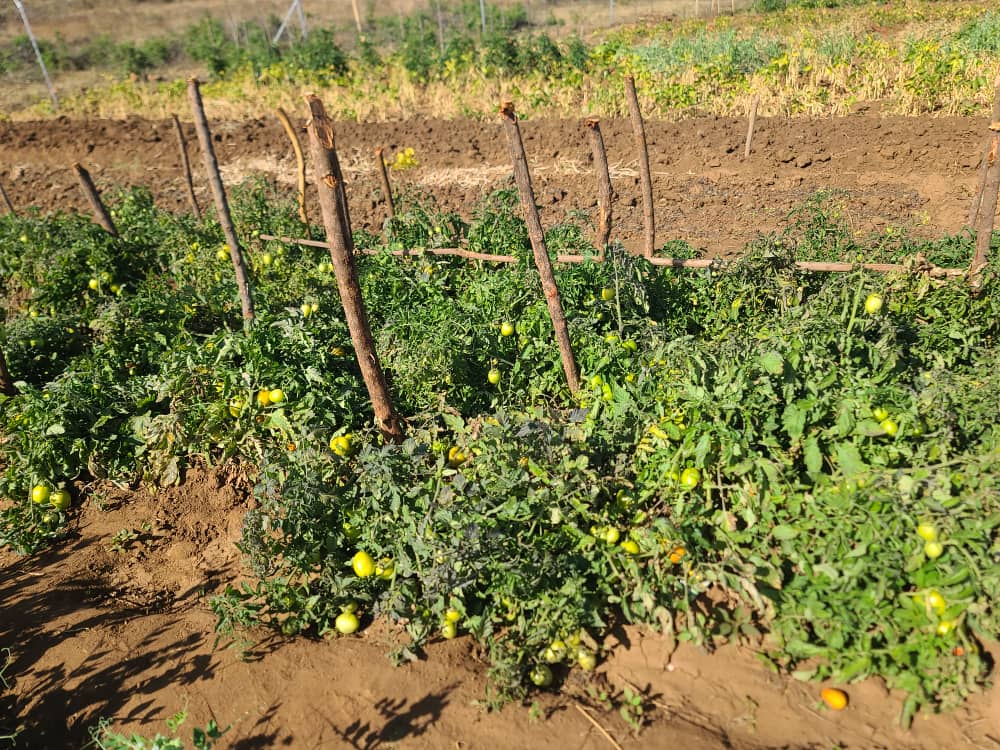 fpc_online's tweet image. 2/2 18 youth farmers (9M &amp;amp; 9F) from Chikukwa Ecological Land Use Organization embarked on a learning visit to Kushinga Garden, with the goal being to observe and learn best #agroecological practices being used by local farmers to build resilient food systems. @buseonline1