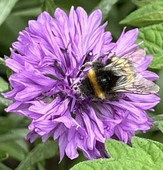 HelenMSimpson26's tweet image. Good morning, a beautiful, calm and peaceful morning. Have a wonderful day. #InsectThursday