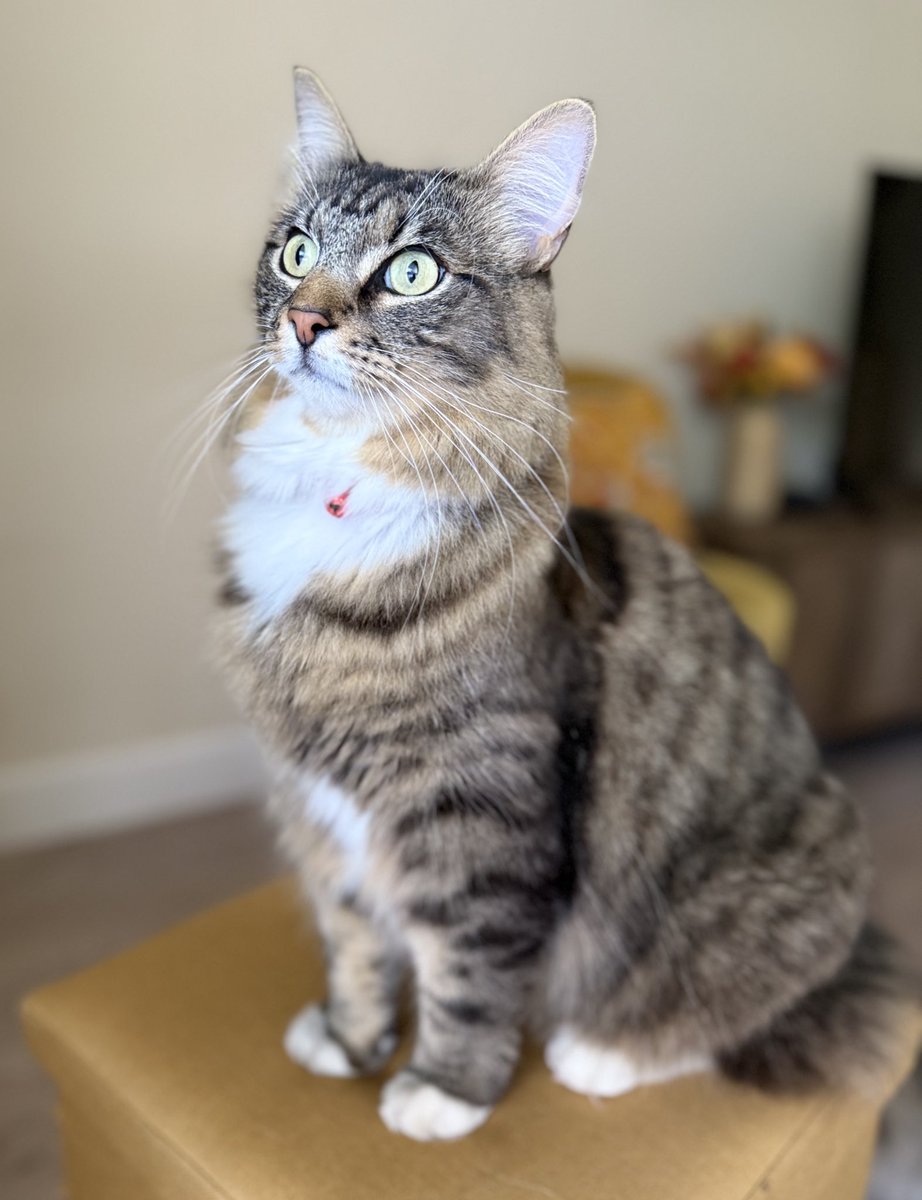 Today I am a birthday boy of four!! 😻🎉