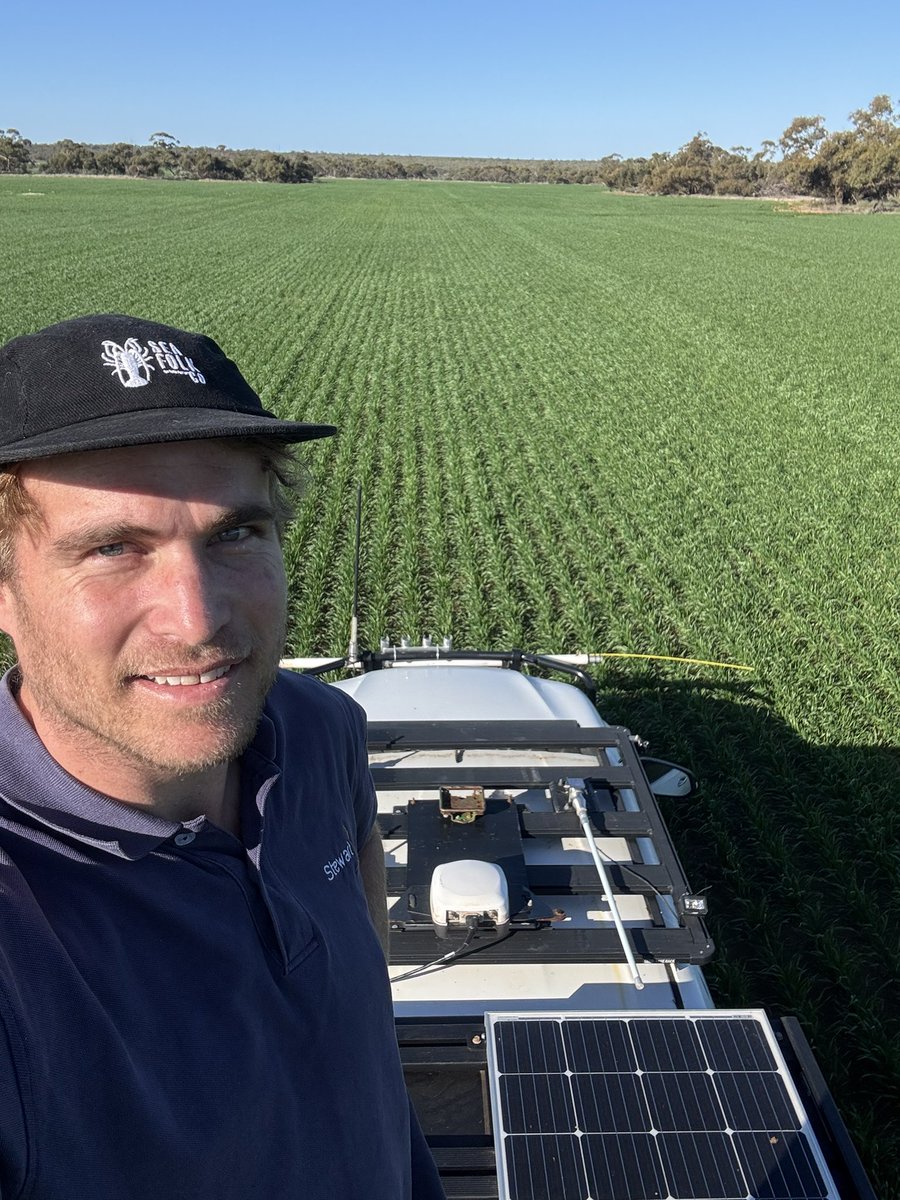 Wheat loving the sun as much as me 🌞 Sneaking in probably the last boundary mapping project until after the crops come off. North East of Three Springs here