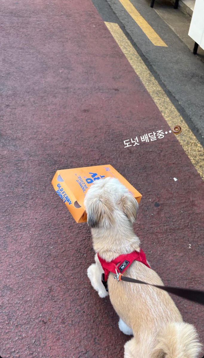 만복이 넘 따랑스러워.. 저번에 테이프 물고가던거처럼 도넛박스도 수집한걸까