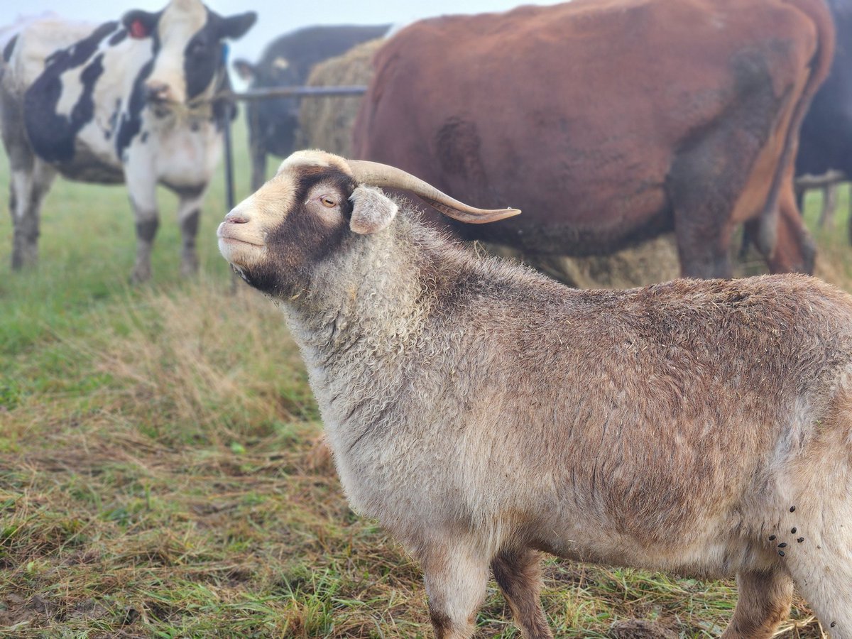 Gazza's back everyone!