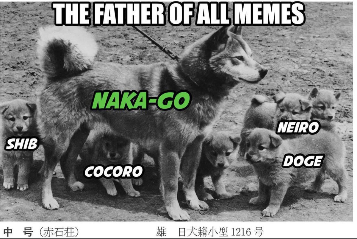 GM $Naka community ☕️🐶

Let's run this gem back, this lore deserves millions.

6fs6j8pQyGgxJqsBMQE9QWZgqKbBiez87naMPp2Jbonk