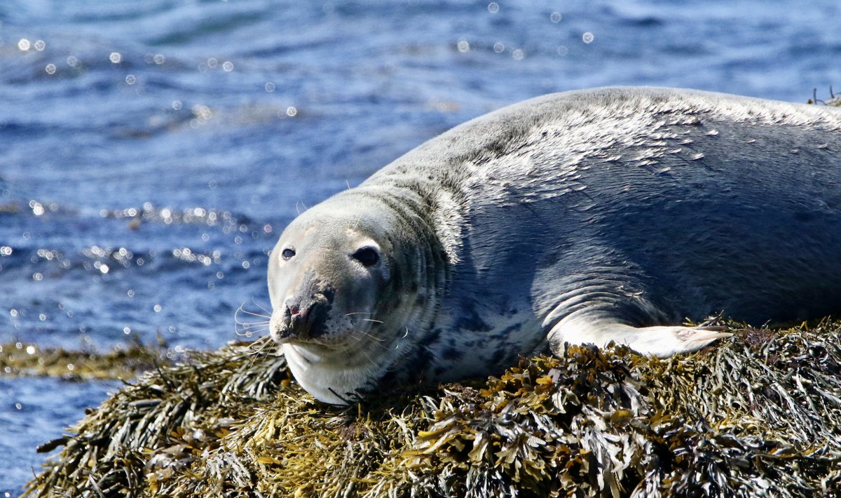 marcbuzzard's tweet image. What better way than to chill with the Seals on a hot summers day. Langness Point on the Isle of Man 🇮🇲 is a great place to get up close with coastal wildlife. Atlantic Grey Seal, Gannet, Shag and Oystercatcher this week ☺️👍