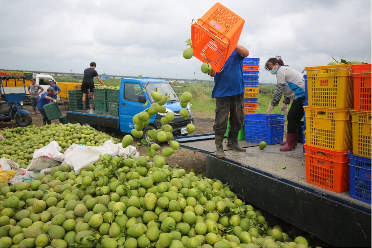 從颱風前夕一路忙到今天，雖然公司門口的路燈夜店化很多天了，但沒什麼時間能走出門看看，昨天趕著陪媽媽採買出國要的東西，往市區走雖然看到不少樹倒，也被成大連根拔起的榕樹嚇了一跳，但心裡也沒有什麼太大的起伏，直到剛剛看到一張文旦落滿地的照片，眼淚竟然掉了下來。