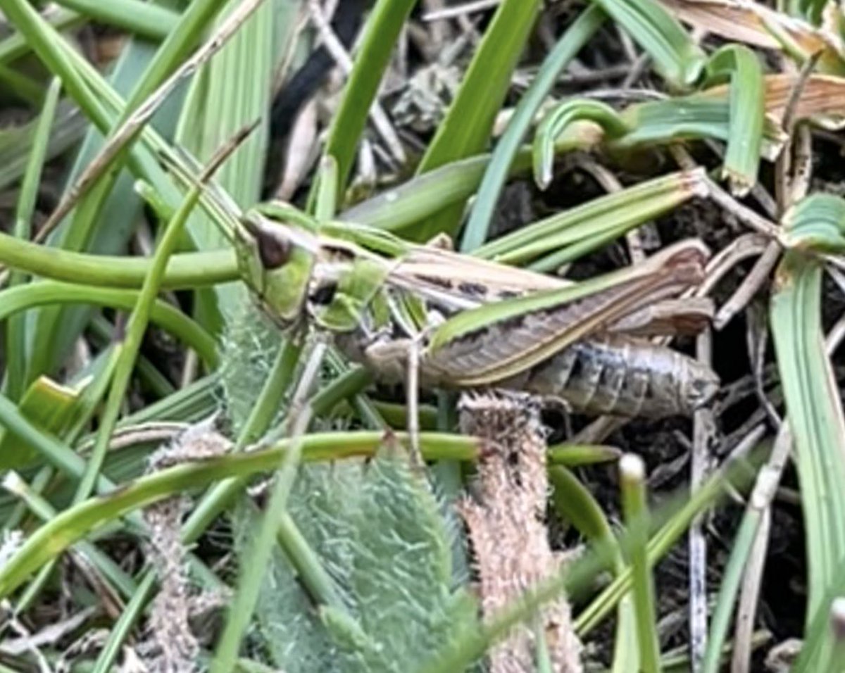 marcbuzzard's tweet image. Langness Point on the Isle of Man 🇮🇲 was the only place in the UK to find Lesser Mottled Grasshopper, however some have now been found in North Wales and Norfolk! While searching for the Grasshopper there were plenty of Grayling and Small Heath around the headland ☺️👍