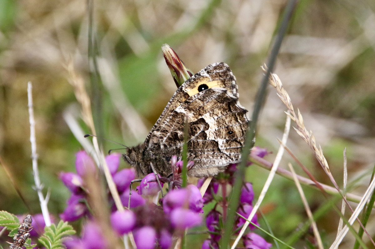 marcbuzzard's tweet image. Langness Point on the Isle of Man 🇮🇲 was the only place in the UK to find Lesser Mottled Grasshopper, however some have now been found in North Wales and Norfolk! While searching for the Grasshopper there were plenty of Grayling and Small Heath around the headland ☺️👍