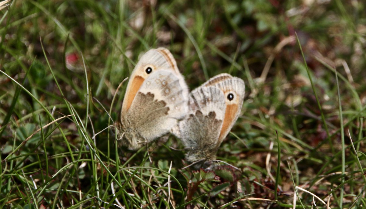 marcbuzzard's tweet image. Langness Point on the Isle of Man 🇮🇲 was the only place in the UK to find Lesser Mottled Grasshopper, however some have now been found in North Wales and Norfolk! While searching for the Grasshopper there were plenty of Grayling and Small Heath around the headland ☺️👍