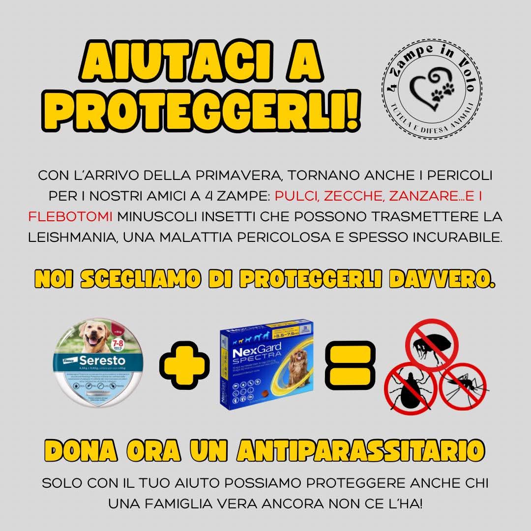 4zampeinvolo's tweet image. Campagna “Protetti a 360°” – Dona per l’acquisto di antiparassitari
Con l’arrivo della bella stagione, il rischio di malattie trasmesse da parassiti aumenta drasticamente. Per i cani che accudiamo ogni giorno, molti dei quali già fragili o in attesa di adozione, la prevenzione è…