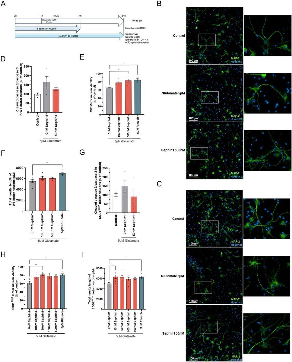 LSAjournal's tweet image. Check out this recently published Research Article in LSA:
Sephin1 reduces TDP-43 cytoplasmic mislocalization and improves motor neuron survival in ALS models hubs.la/Q03vLNqh0