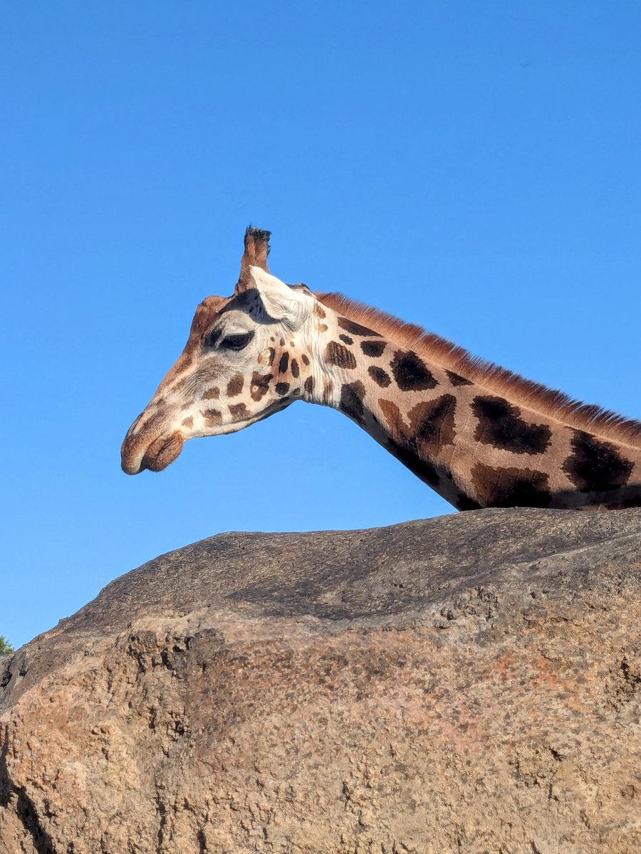 LadyRach (@ladyrach) on Twitter photo Where to start! Amazing 3-days at #MediaGetawayChester2025 with #VisitChester went to <a href="/chesterzoo/">Chester Zoo</a> #ChesterTownHall <a href="/ChesterRaces/">chesterraces</a> <a href="/TheQueenChester/">The Queen at Chester, BW Premier</a> had 14 x speed meetings, ate at #rooftopsocial and had a river cruise! Where to start! Amazing 3-days at #MediaGetawayChester2025 with #VisitChester went to <a href="/chesterzoo/">Chester Zoo</a> #ChesterTownHall <a href="/ChesterRaces/">chesterraces</a> <a href="/TheQueenChester/">The Queen at Chester, BW Premier</a> had 14 x speed meetings, ate at #rooftopsocial and had a river cruise!