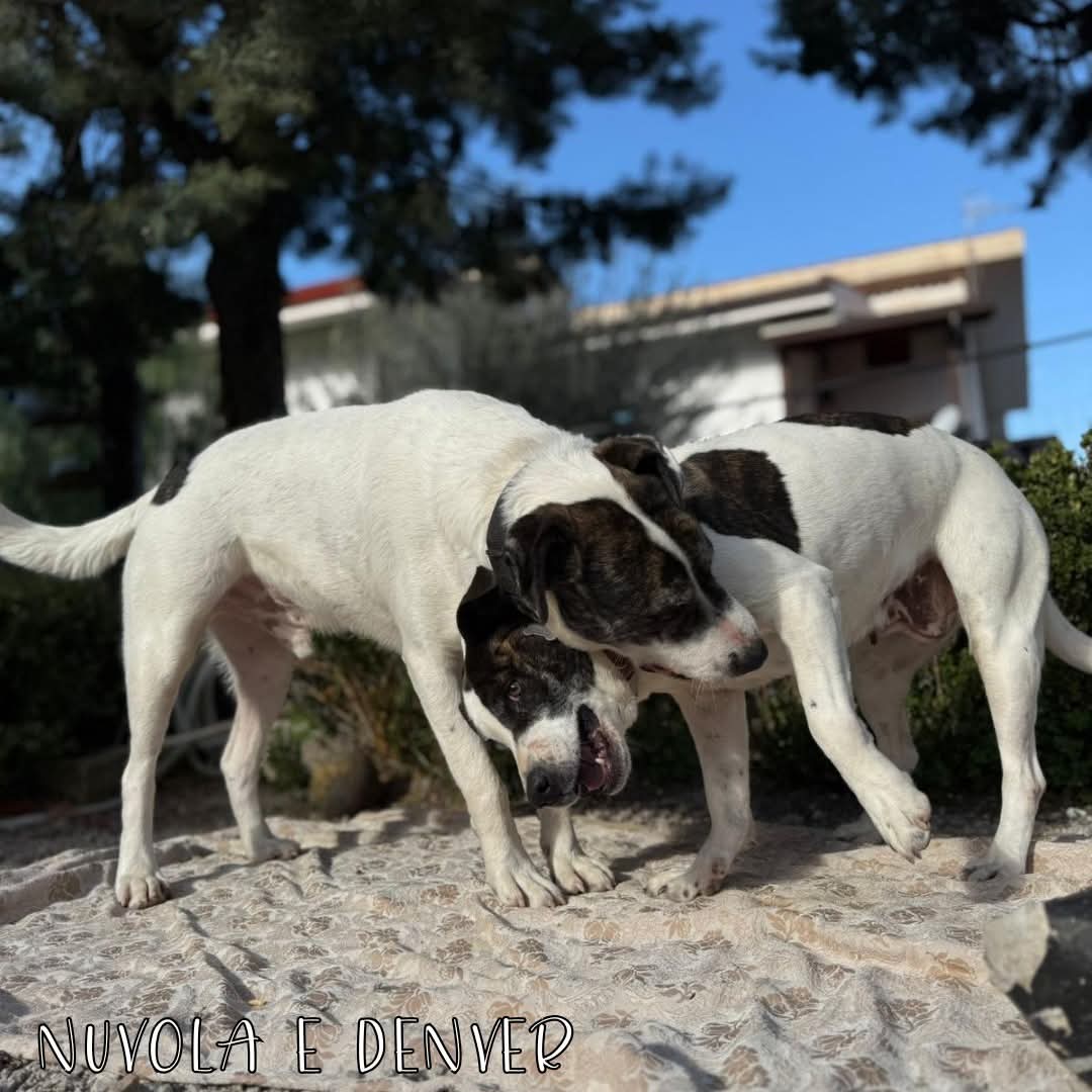 4zampeinvolo's tweet image. 🐾 ADOZIONE DI COPPIA DEL CUORE – MAMMA NUVOLE E FIGLIO DENVER CERCANO CASA! 🏠
📌 Affettuosi, timidi e in cerca di amore: aspettano solo una famiglia da amare per sempre.
📣 Info rapide:
📍 Età: Mamma Nuvola 2015 - Figlio Denver 2021 (4 anni)
⚖️ Taglia: Medio-Grande
🧬 Razza:…