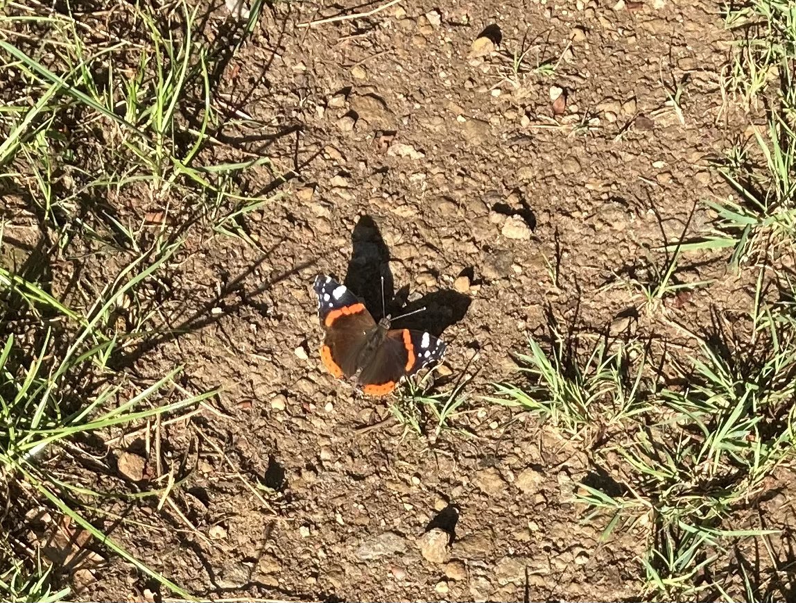 KateAgValuer's tweet image. This morning’s butterfly tally: lots of , , , , Large Whites, Gatekeepers, Ringlets and this Red Admiral.
