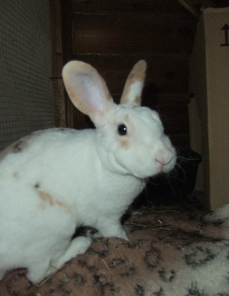 28 DAYS LATER.  

Cherry-Blossom has been here at the sanctuary a month now. She's slowly gaining weight and thankfully getting stronger by the day.   

From a neglected and malnourished little zombie girl, to a healthy, happy and flourishing young bunny.   Of course, she's still