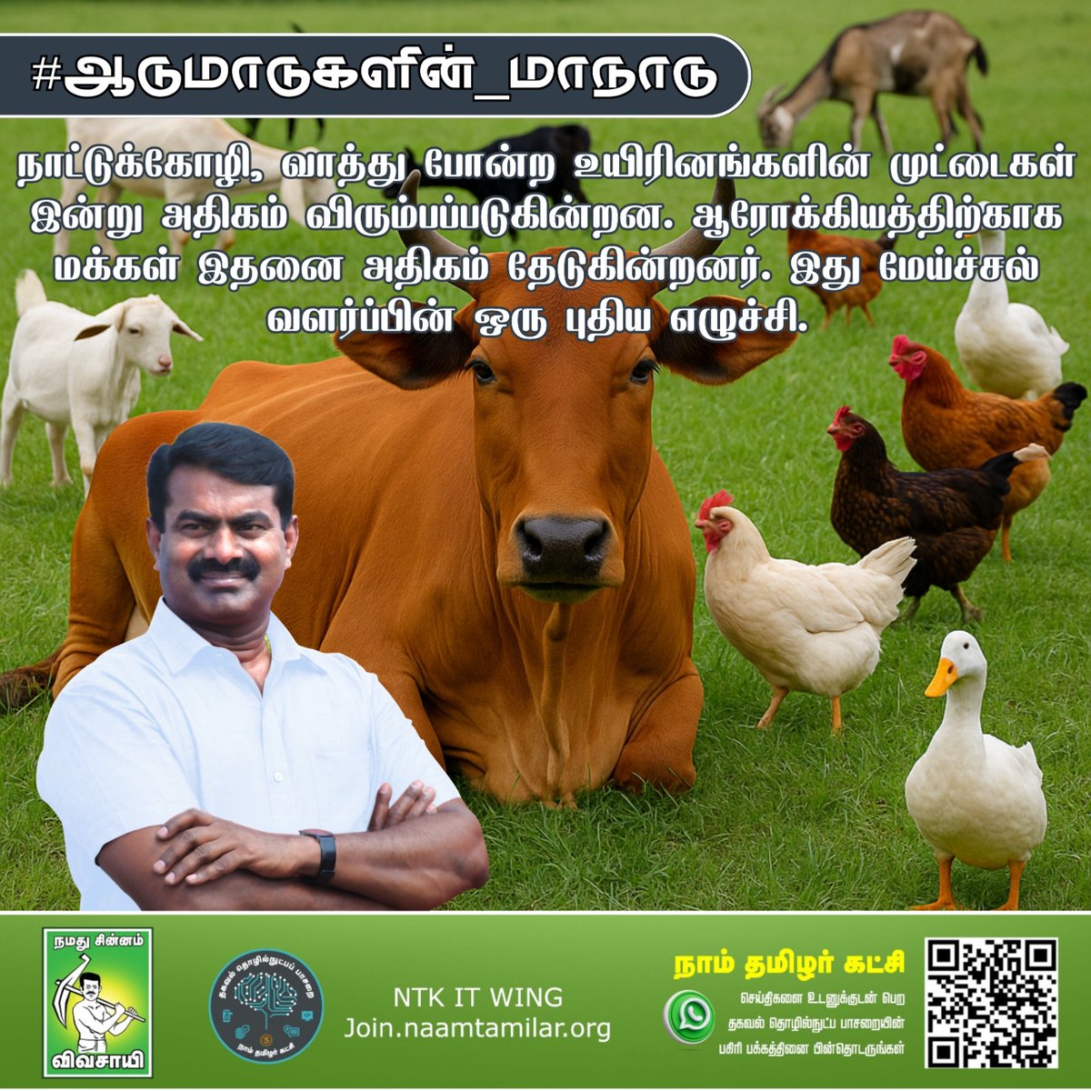 நாட்டுக்கோழி, வாத்து போன்ற உயிரினங்களின் முட்டைகள் இன்று அதிகம் விரும்பப்படுகின்றன. ஆரோக்கியத்திற்காக மக்கள் இதனை அதிகம் தேடுகின்றனர். இது மேய்ச்சல் வளர்ப்பின் ஒரு புதிய எழுச்சி! #ஆடுமாடுகளின்_மாநாடு