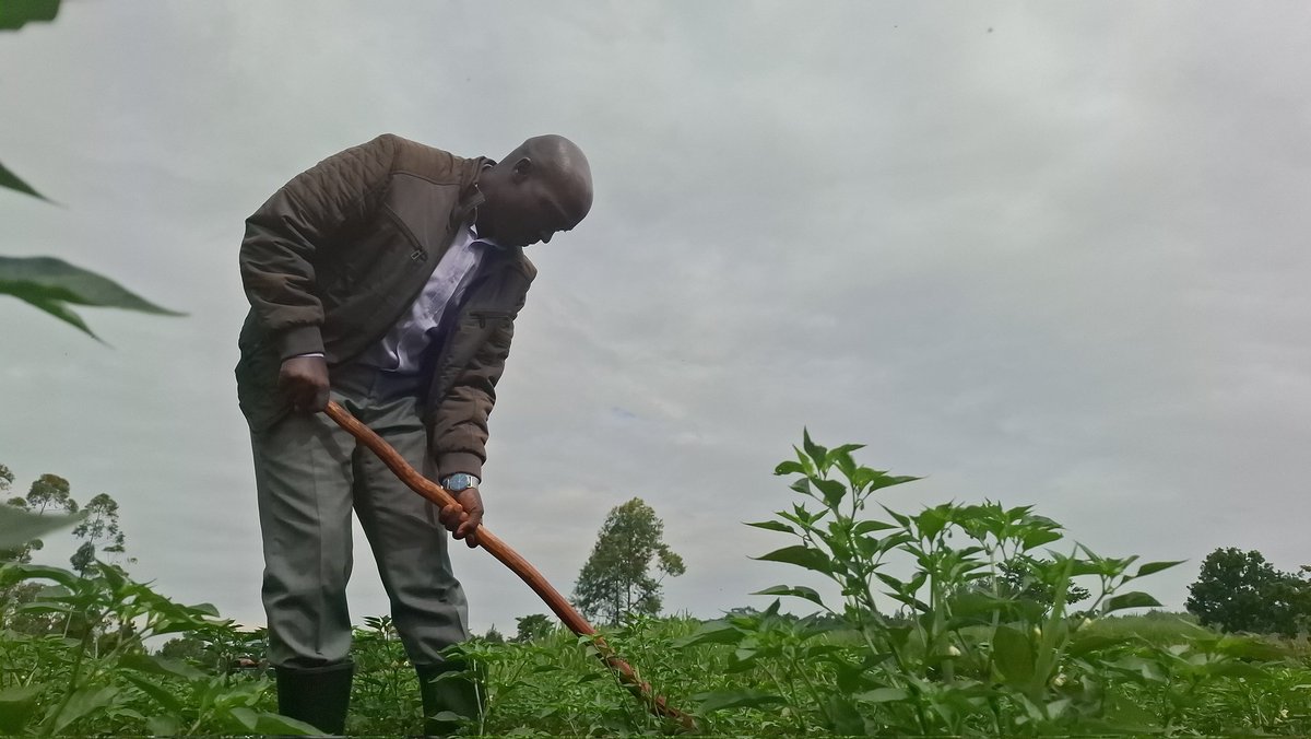 Busoga Consortium for Development Official (@busogaconsorti1) on Twitter photo Early this year, BCD launched the Chilli growing in Busoga as a game changer in rural transformation . Today, the Director General BCD <a href="/mulanthony/">Mula Anthony</a> with Agriculture Experts from China Agriculture University visited Isaac Imaka's garden, one of the younger entrepreneurs . Early this year, BCD launched the Chilli growing in Busoga as a game changer in rural transformation . Today, the Director General BCD <a href="/mulanthony/">Mula Anthony</a> with Agriculture Experts from China Agriculture University visited Isaac Imaka's garden, one of the younger entrepreneurs .