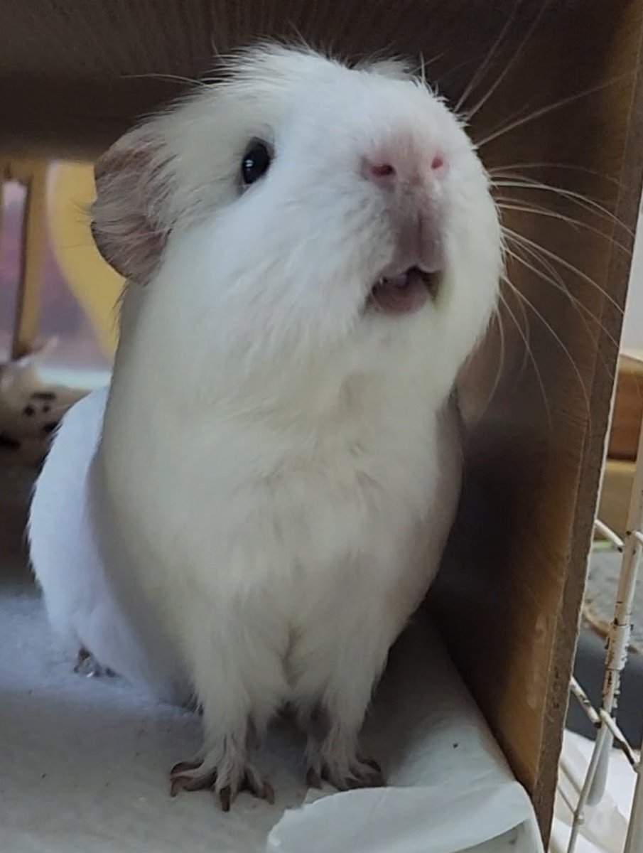 ppikkuduck's tweet image. 🤍🤍 야채 먹고싶어서 달려나온 기니피그 (꾸꾸)

#기니피그 #guineapig #モルモット