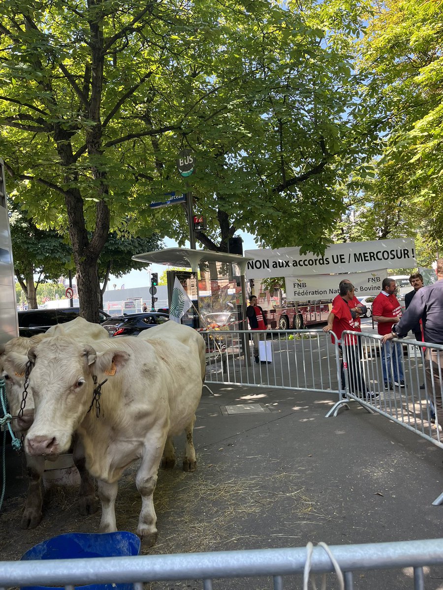 Mel_Thomin's tweet image. 🐂🌾 Contre la ratification de l'accord UE-Mercosur, présente au rassemblement organisé par les filières agricoles.
⛔️Nous appelons @EmmanuelMacron à tout mettre en œuvre pour que la France bloque cet accord dangereux d’un point de vue sanitaire, environnemental et social.