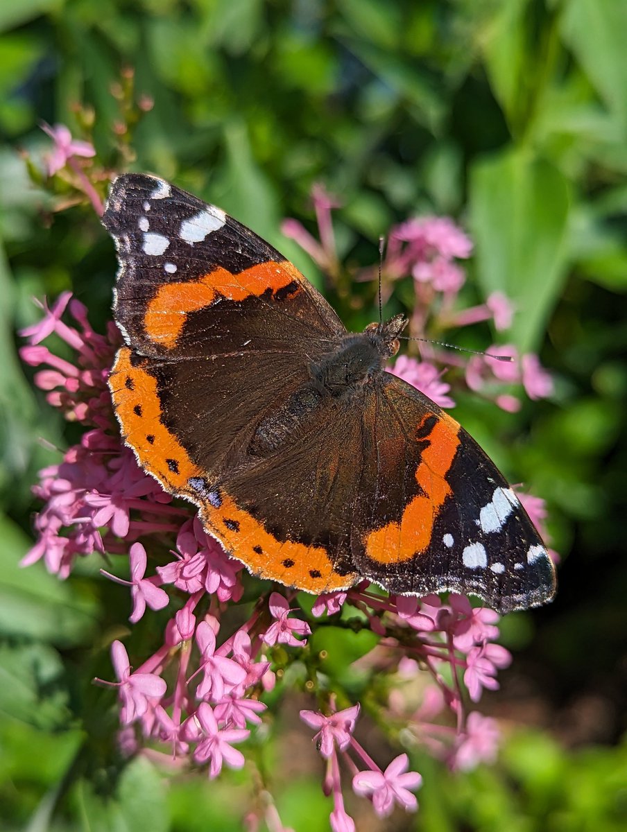 It's a glorious day for the flutterbies. ☀️
🌿💕🦋 🤗 🦋💕🌿
#InsectThursday #gardening
