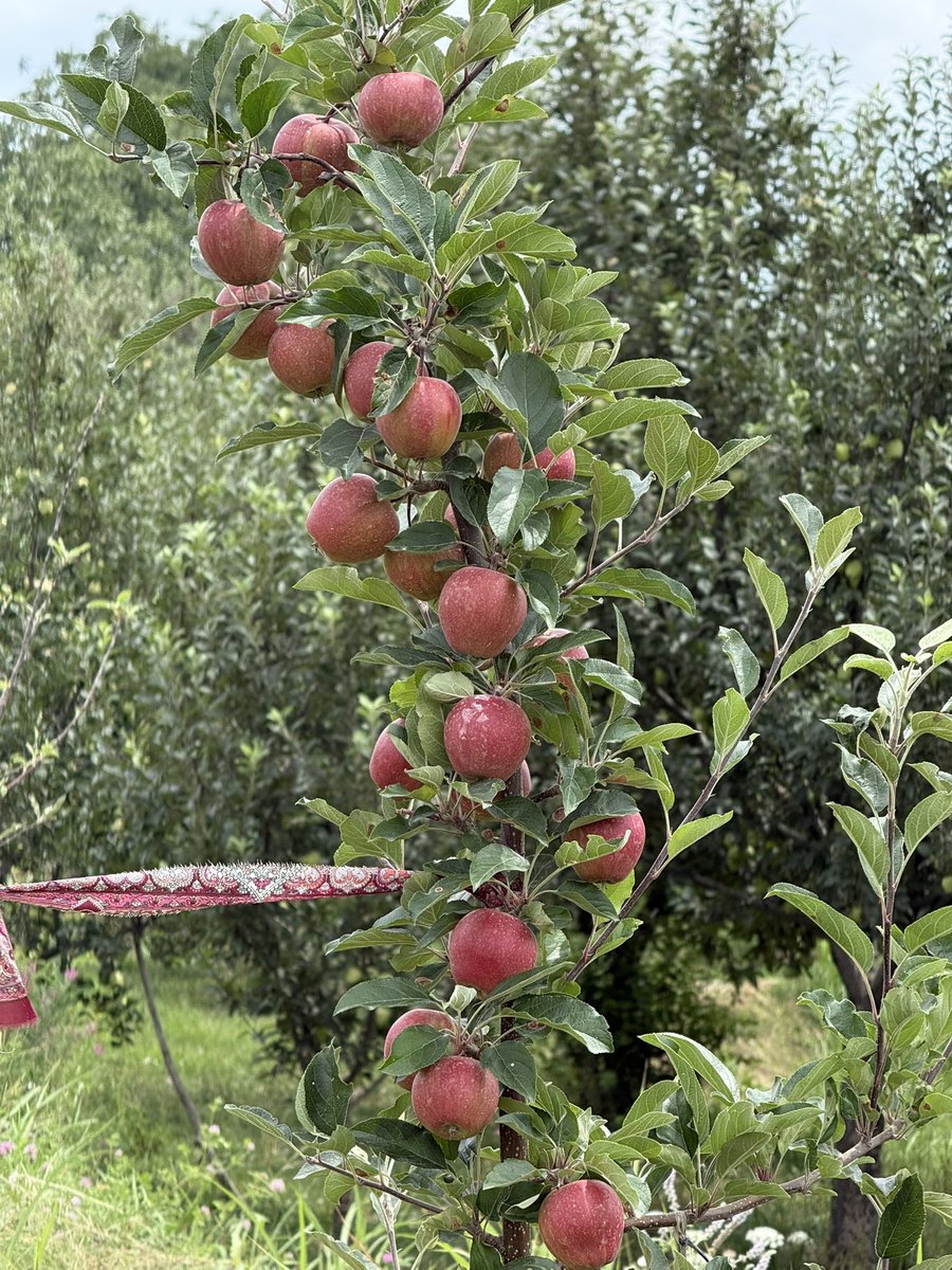 Schinco Red Gala😍