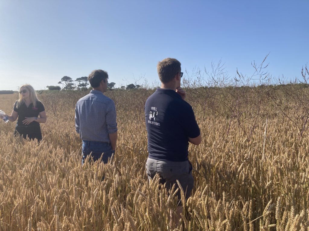 cereals_sw's tweet image. Annual scenic shot from Camborne MF with @monitorfarm 🙏 A Cracking evening - first use of the educational building, tech insights galore @kirstymckenzie_ @Syngenta (Brassica weeds remain a pest however 😜). 2026 Plans set … Last stop next week @steanbowfarms @AHDB_Cereals