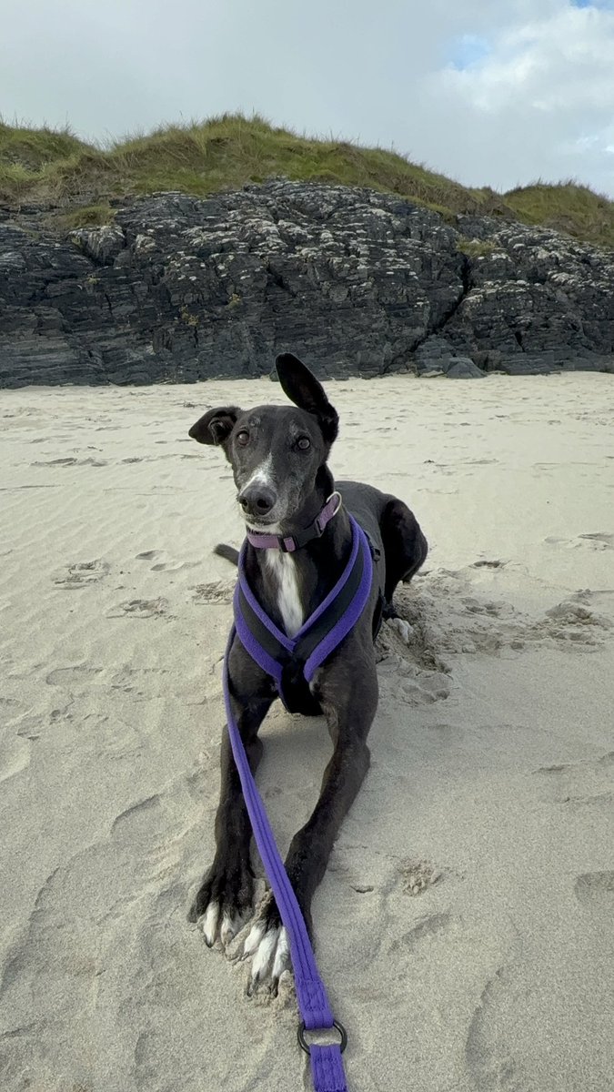 paddythegreyt's tweet image. Just back from the beach! Wishing you a pawsome day—don’t forget your suncream and water if you’re out in the sunshine! 🌞 love Paddy 💙🐾🐾