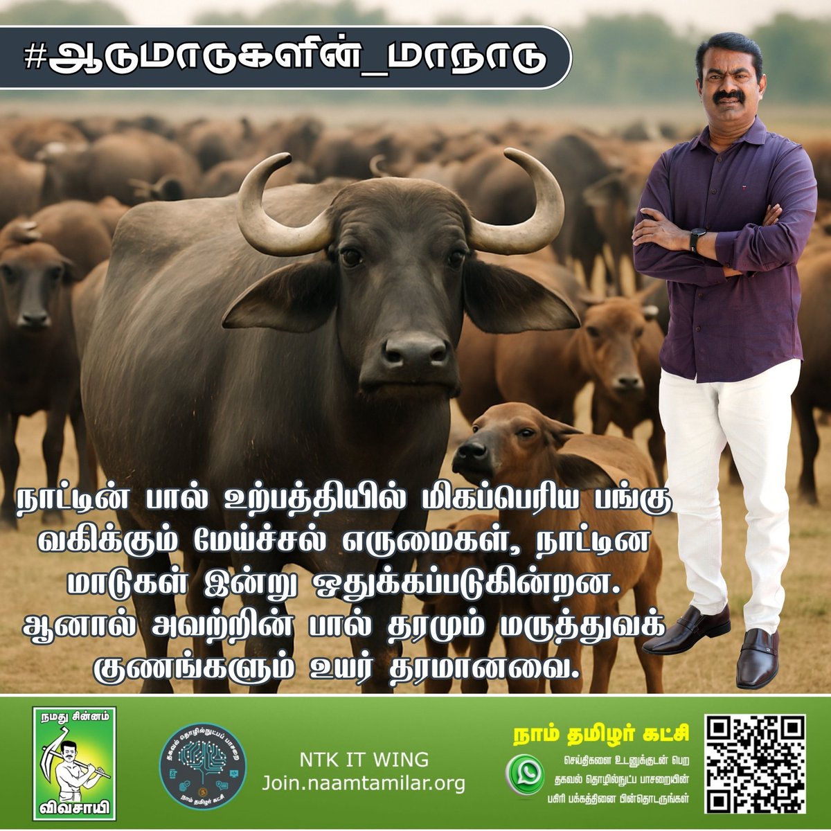 நாட்டின் பால் உற்பத்தியில் மிகப்பெரிய பங்கு வகிக்கும் மேய்ச்சல் எருமைகள், நாட்டின மாடுகள் இன்று ஒதுக்கப்படுகின்றன. ஆனால் அவற்றின் பால் தரமும் மருத்துவக் குணங்களும் உயர் தரமானவை. #ஆடுமாடுகளின்_மாநாடு
