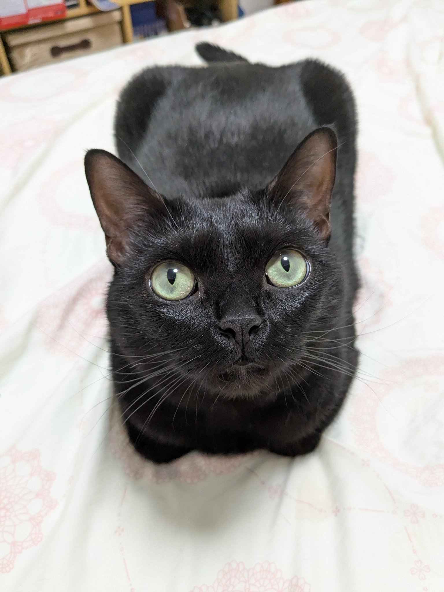 7  黒ねこ くまはうす on X: 