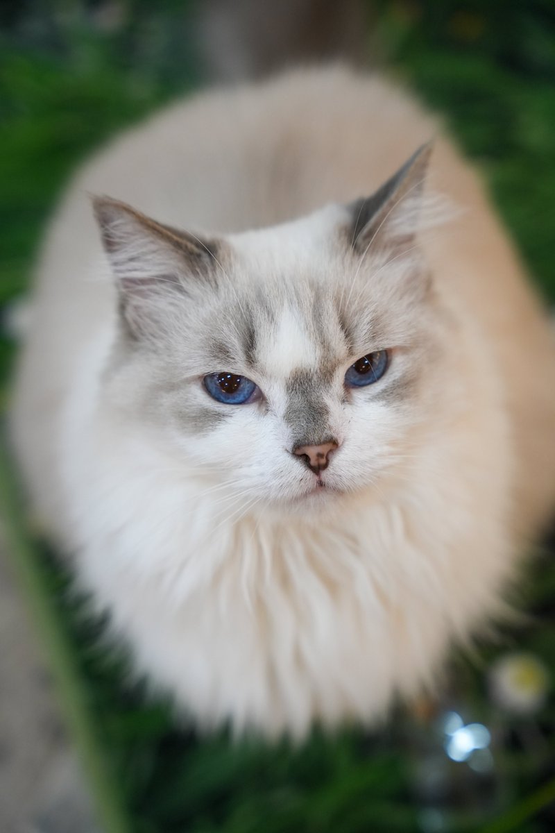 #새프로필사진
고양이