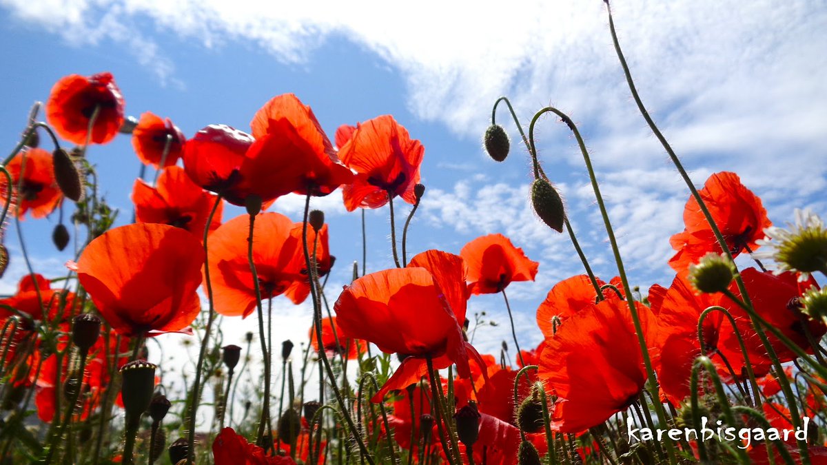 KarenBisgaard1's tweet photo. https://t.co/Vv1SIWYD5s
#poppies #frogperspective #wildflowers https://t.co/BB4aD15aws