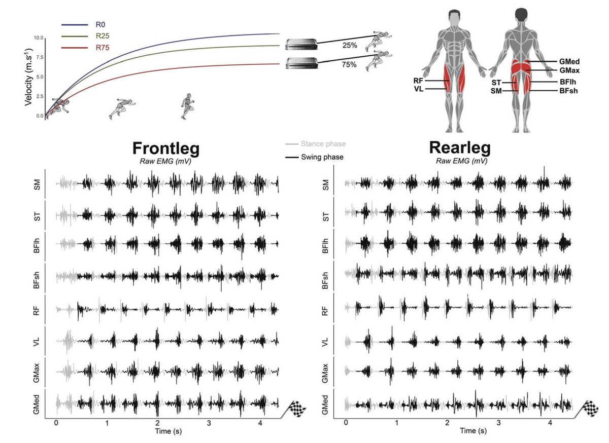jb_morin's tweet image. 🚨NEW STUDY🚨
Muscle activity during sprinting: effect of resistance and speed for various muscle groups in elite athletes 🎯🏃♀️🏃♂️
Very complete paper by Robin Macchi & al. in our FULGUR sprint project
pubmed.ncbi.nlm.nih.gov/40020195/