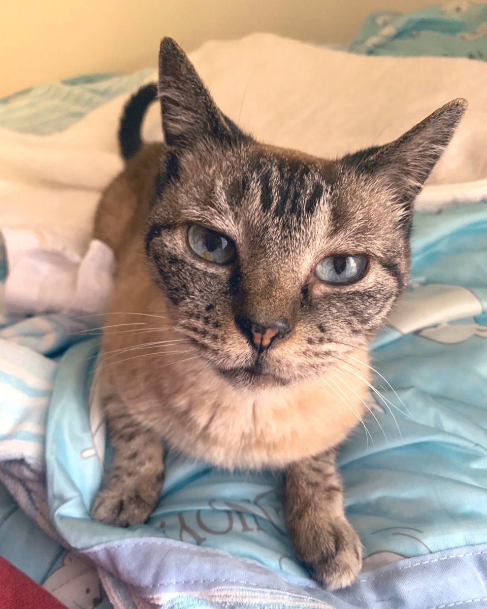 色々ひっくるめて、ご縁に感謝です。
有り難いなぁ、、頑張ろう！

全然関係ないけれど、現代的な機械を使って、初めてお抹茶をたて(というより泡立て？笑)ました🍵

そして猫吸いたい🐈(定期)