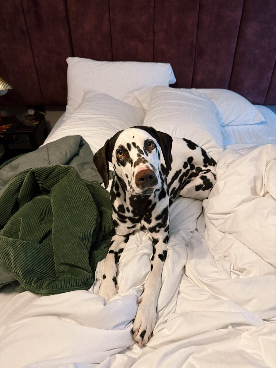mralexthomas's tweet image. Imagine a supplement that destroys cortisol, maxes oxytocin, and floods your brain with dopamine.
It exists.
It's called getting a dog.