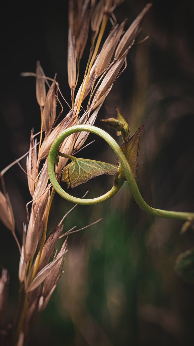 psychoticstate's tweet image. Natural shapes 🥰
#macro #nature #photography