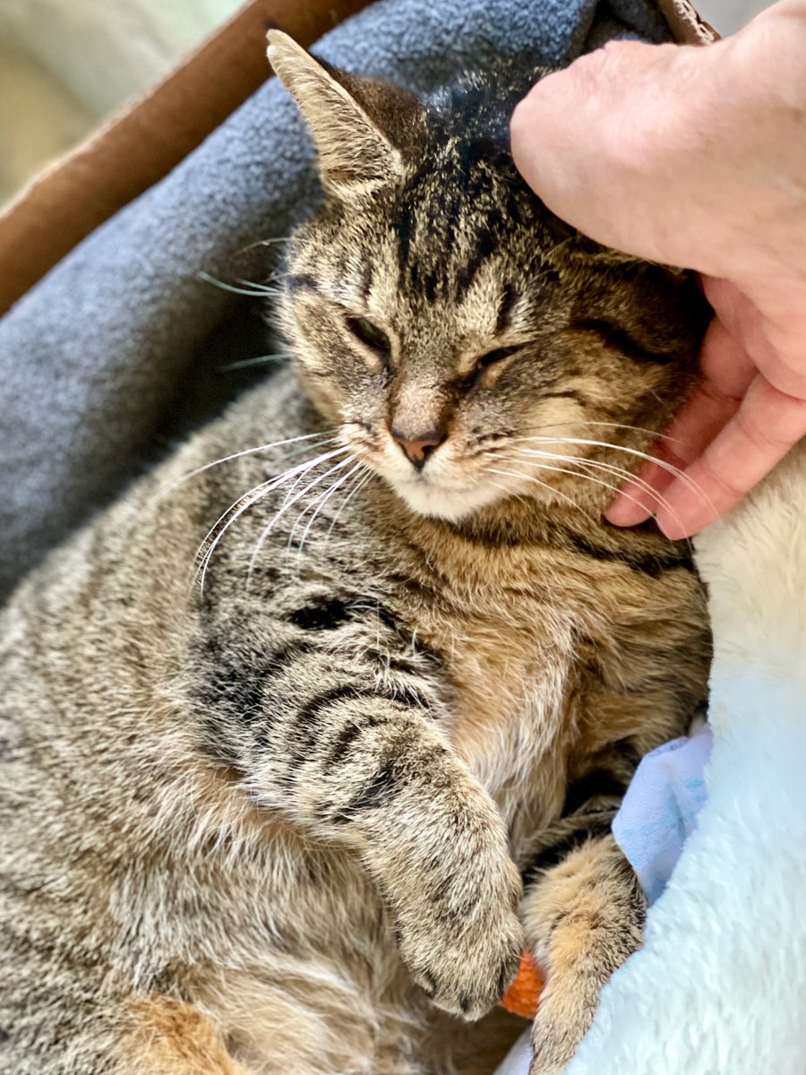 🌟Gypsy is adoptee #4!😻Tomorrow's a big day! 5 cats go home w/a volunteer who til recently cared for several ill, elderly cats. She lost the last of her former crew a month ago🌈 She's ready for a new chapter. Cypress &amp; Solstice, Dani &amp; Mystery Cat #5 (TBA!) are lucky cats! 🎉🥳