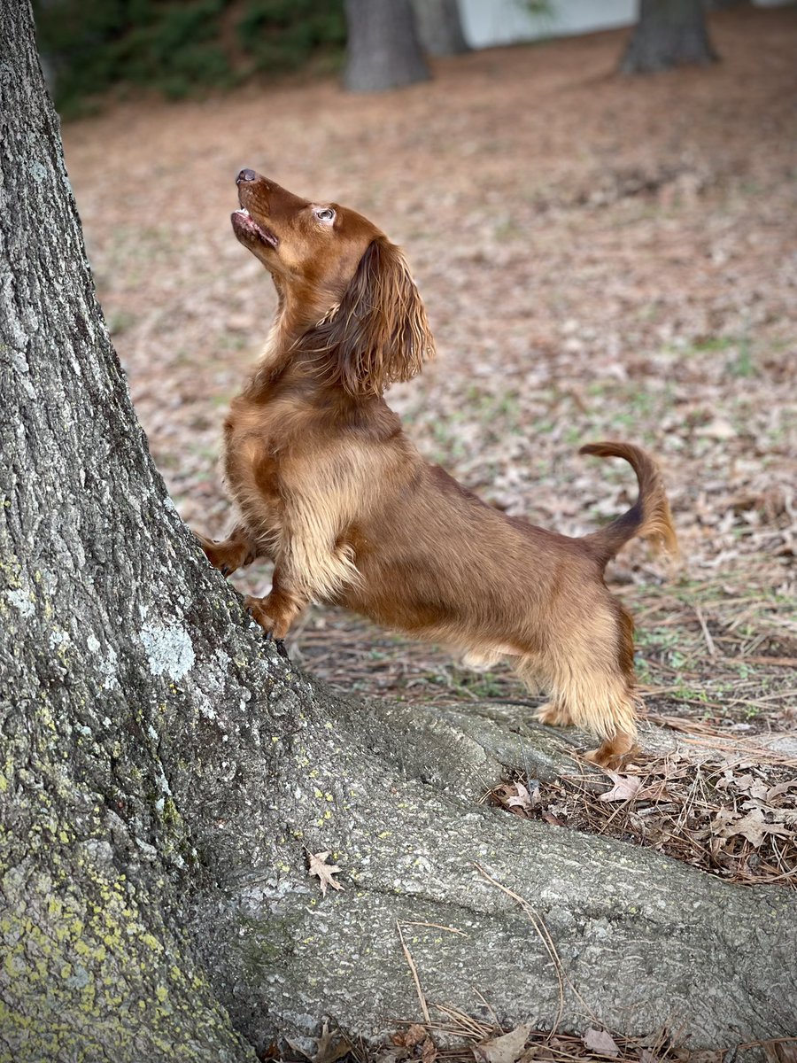 Throwback to Squirrel hunting Sherman 🐿️🐿️🐿️ ❤️ Another one got away 😂😂😂