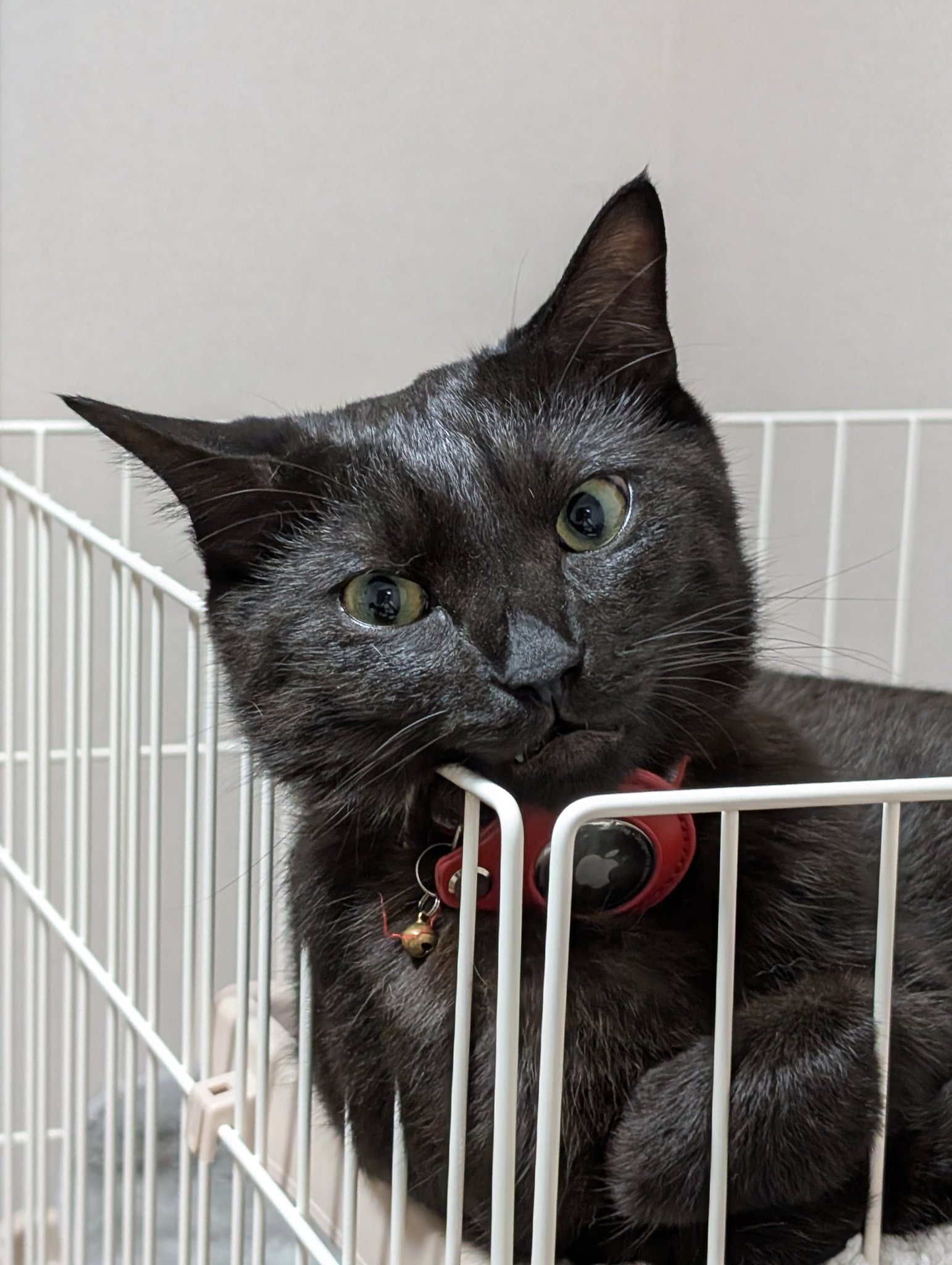 鳥猫 on X: 