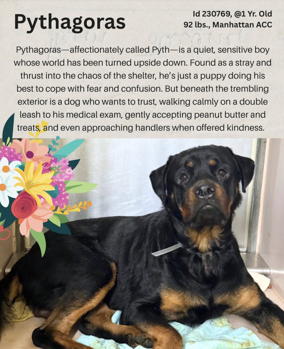 This sweet puppy, Pythagoras, is dying of easily curable pneumonia that he contracted in Manhattan NYC ACC. It has been days. He has thousands in pledges that will cover his treatment. The ACC has emergency vet partners in New York who donate help.
SAVE HIM TODAY.
RT
<a href="/ASPCA/">ASPCA</a> <a href="/peta/">PETA</a>