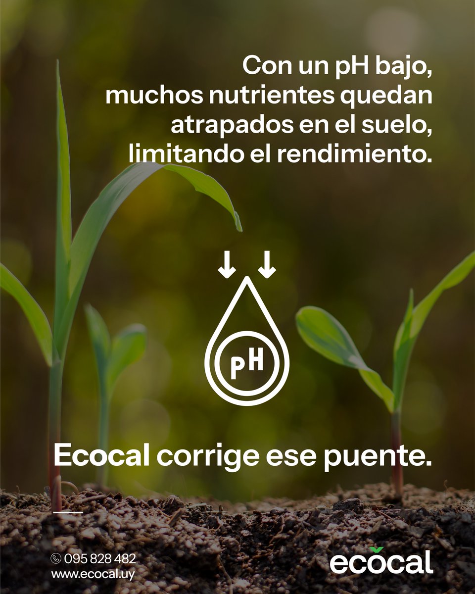 ecocal_uy's tweet photo. Ecocal es la respuesta cuando el pH se vuelve crítico.
Una herramienta para volver a avanzar. 💪​

Bueno para la tierra.
Bueno para el negocio. https://t.co/LnI6IfIdYu