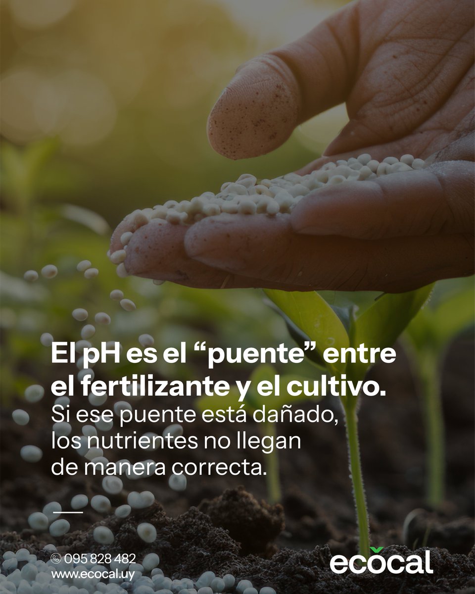 ecocal_uy's tweet photo. Ecocal es la respuesta cuando el pH se vuelve crítico.
Una herramienta para volver a avanzar. 💪​

Bueno para la tierra.
Bueno para el negocio. https://t.co/LnI6IfIdYu