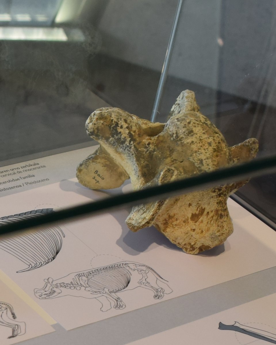 Aldi-baterako erakusketa berria!
📍Zestoako Ondare Arkeologiko eta Paleontologikoa
👀Zatoz 32 pieza original ezagutzera🤩
📅Uzt 10–Ira 28
🎟️Ekainberriko sarrerarekin edo🆓doan ostiraletan 17:00-19:00 + bisita gidatuak:17:15 gazt | 17:45 eusk (erreserbatuz)
ekainberri.eus