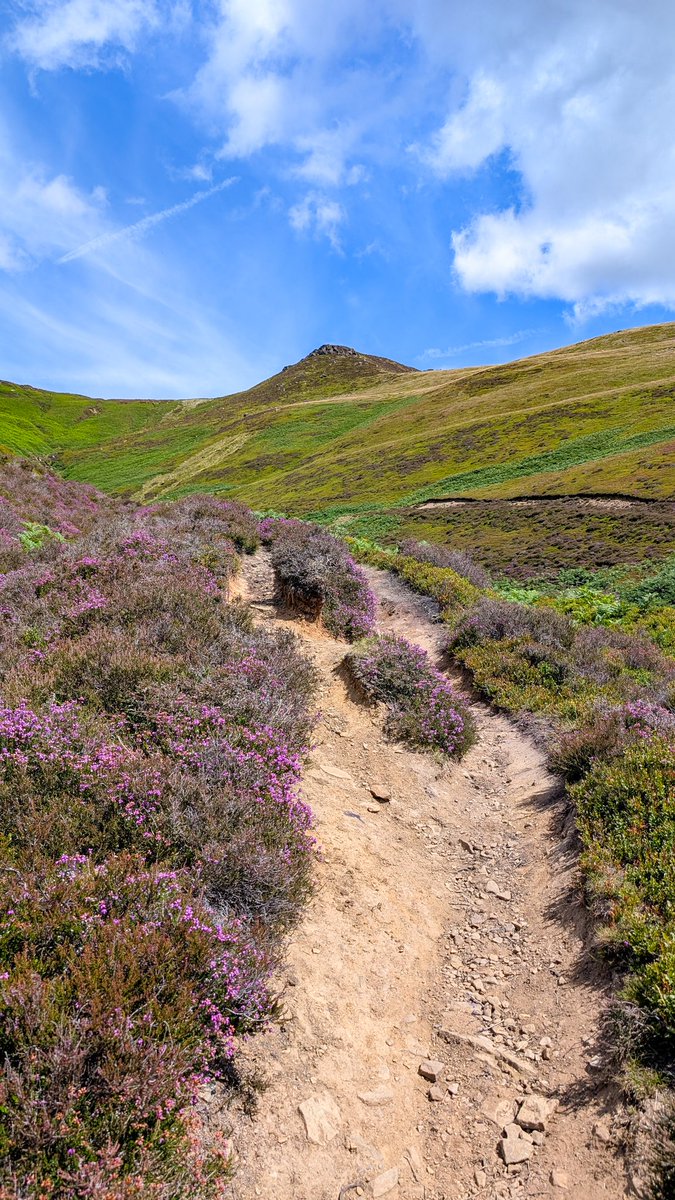 ABTheAdventure's tweet image. Have you tasted the bilberries from the moors yet? 😋
#PeakDistrict