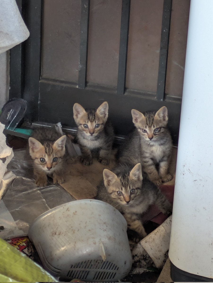 tama_mv's tweet photo. ひとまず猫の救助で敷地内に立ち入ることできそうででよかった。
環境もよくないので早く助けてあげたい。

みんな耳でっかくてかわいいな！ https://t.co/t4hc11yyQ7