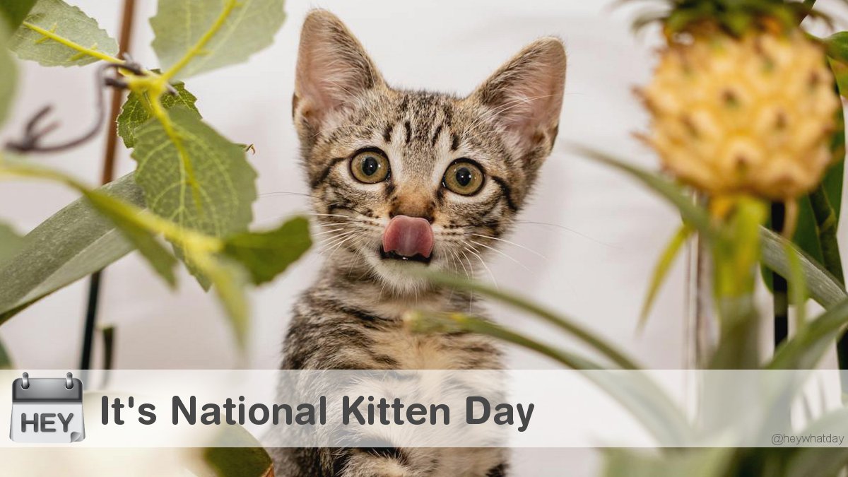 HeyWhatDay's tweet image. It's National Kitten Day! 
#NationalKittenDay #KittenDay #Kitten
