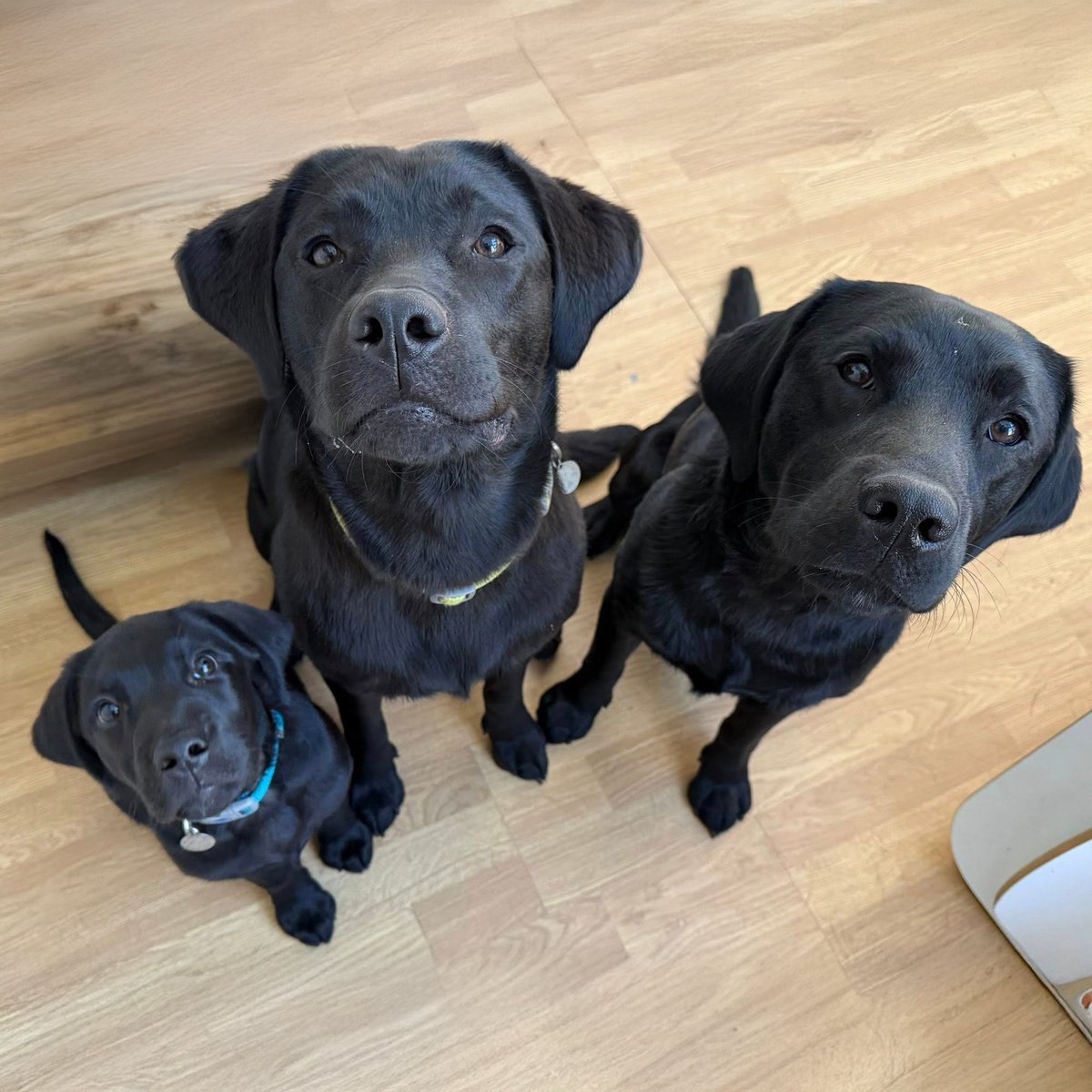 Little Ernie (left) has just started his early hearing dog training and has the perfect pals to show him the ropes 🐶

Ernie has been learning his basic cues in puppy class and is doing a super job on his 'Sit'. 

Good thing you've got some great role models there Ernie! 🐾🥰