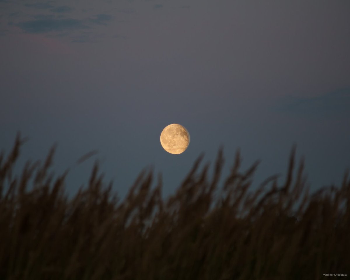 RSPB (@natures_voice) on Twitter photo Tonight brings the first full moon of summer: the Hay Moon 🌕🌾
Named by Anglo-Saxons for the hay harvest, it’s also called the ‘Buck Moon’, a Native American name marking the time young deer bucks grow new antlers.
Celts knew it as the Wyrt or Mead Moon, for herb gathering. Tonight brings the first full moon of summer: the Hay Moon 🌕🌾
Named by Anglo-Saxons for the hay harvest, it’s also called the ‘Buck Moon’, a Native American name marking the time young deer bucks grow new antlers.
Celts knew it as the Wyrt or Mead Moon, for herb gathering.
