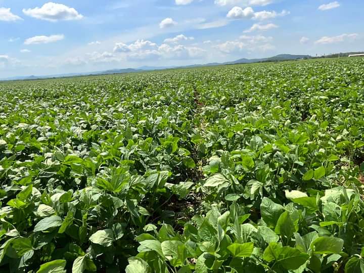 ZvikoJuma2303's tweet photo. Discover Zimbabwe’s hidden gems through agrotourism. Experience the vibrant culture of farming communities and breathtaking landscapes—your perfect way to connect with nature and support local farmers. Let’s explore together.
#Agrotourism #ZimAgriculture #ExploreZim https://t.co/mRXYB87yeR