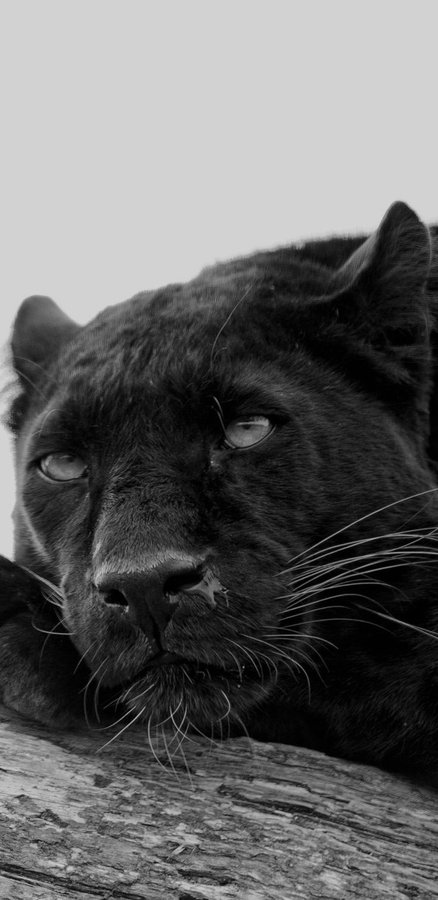 “Seni tanımlayan iki şey vardır;  
Hiçbir şeyin olmadığında gösterdiğin sabır,  
Her şeye sahip olduğunda sergilediğin tavır.”