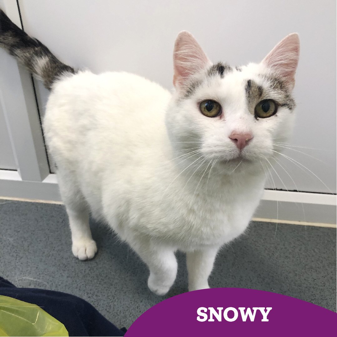 Snowy has been reserved ♥️